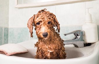 How To Bathe A Dog 101: A Step-By-Step Video Guide How to bathe a dog video guide
