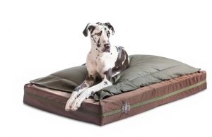If You Have An Extra-Large Breed You Need A Big Ass Dog Bed From BAD If You Have An Extra-Large Breed You Need A Big Ass Dog Bed From BAD
