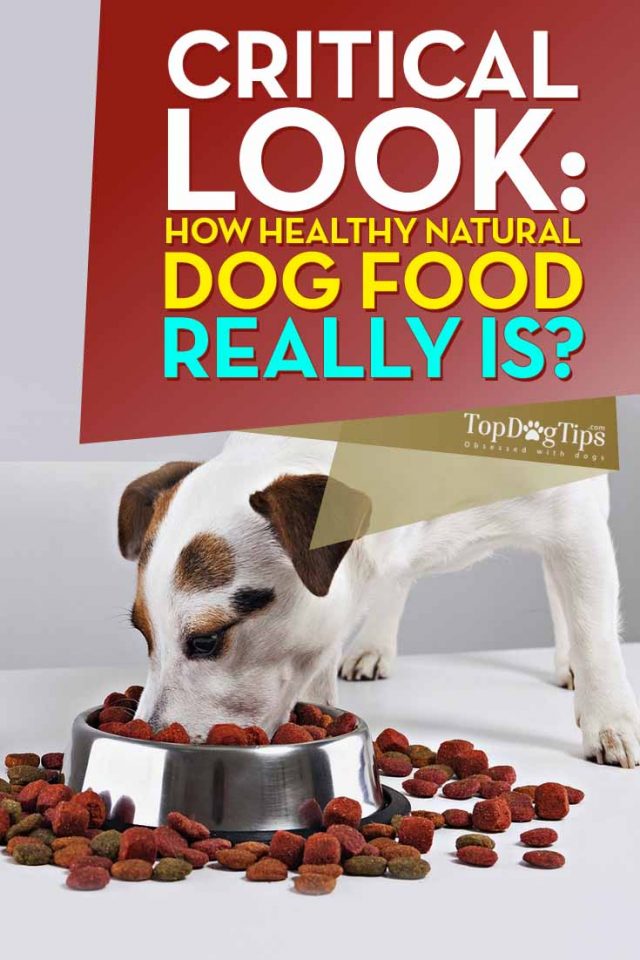 How Healthy Natural Dog Food Really Is? A Critical Look Top Dog Tips