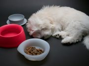 New Dog Food Bowl from Sleepypod Is Ideal for Travelers and Hikers New Dog Food Bowl from Sleepypod Is Ideal for Travelers and Hikers