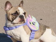 Pal Pak Is An Adorable Way To Keep Your Dog Safe Pal Pak Is An Adorable Way To Keep Your Dog Safe