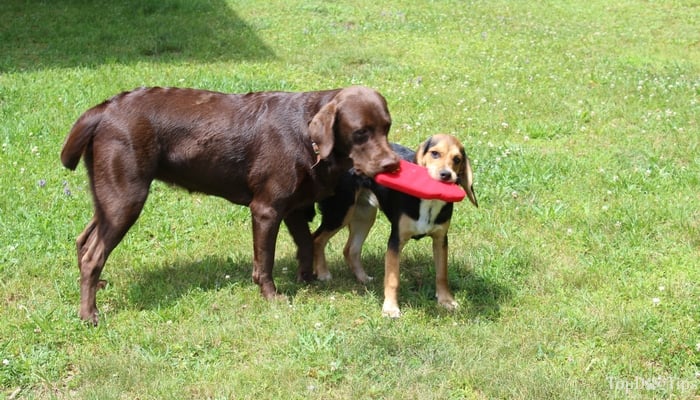 9 Dog Toys to Help Your Pup Beat Boredom – American Kennel Club