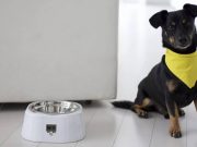 The JustFed Pet Bowl Keeps Fido’s Feeding Schedule Consistent The JustFed Pet Bowl Keeps Fido's Feeding Schedule Consistent