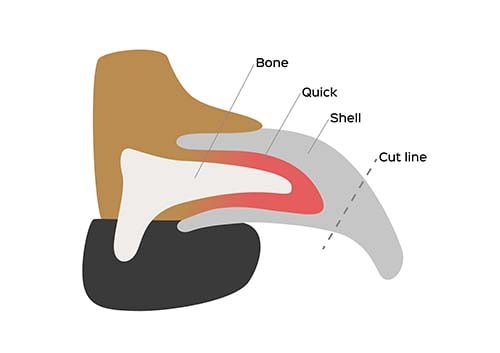 how to clip a dog's toenails