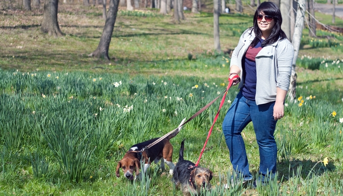 Dog Walking Insurance Why You Need It and How to Find the