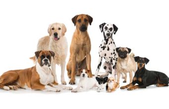 30 Most Popular Dog Breeds Known All Over the World 30 Most Popular Dog Breeds Famous All Over the World