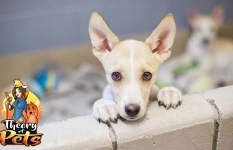 TOP #2: Adopting a Puppy for Your Lifestyle Adopt a Puppy For Your Lifestyle