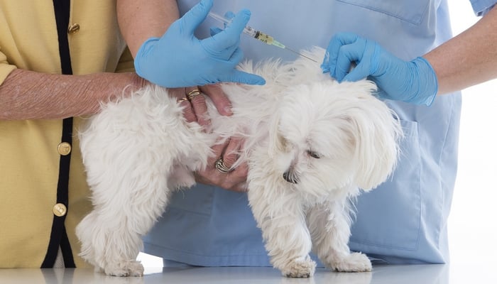 An Ounce of Prevention is Worth a Pound of Cure – For Dogs