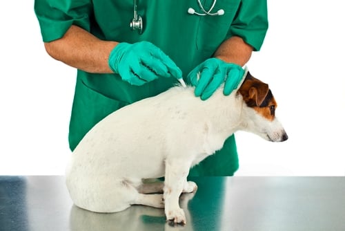 An Ounce of Prevention is Worth a Pound of Cure – For Dogs