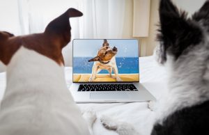 30 Best Dog Videos That’ll Make You Laugh or Cry Best Dog Videos