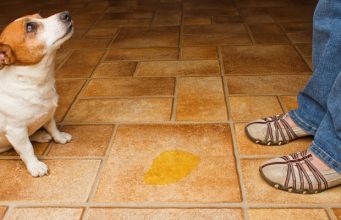 Top 5 Best Pet Odor Eliminators for Removing Dog’s Urine Smell and Stains Best Pet Odor Eliminator