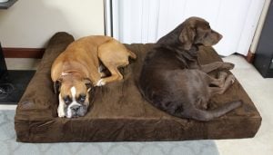 Best Dog Beds for Large Dogs