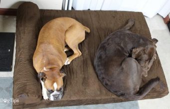Review: Big Barker Dog Beds for Large Breeds Big Barker Dog Beds Review - Best Dog Bed for Big Dogs