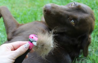 5 of My Favorite Dog Shedding Home Remedies DakPets deshedding tool for dogs