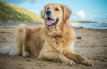 Golden Retriever Breed Profile Golden Retriever