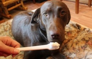 How to Brush a Dog’s Teeth How To Brush A Dog's Teeth Video