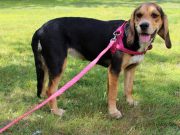 8 Tips on How to Train a Dog to Walk on a Leash How To Train A Dog To Walk On A Leash