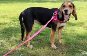 8 Tips on How to Train a Dog to Walk on a Leash How To Train A Dog To Walk On A Leash