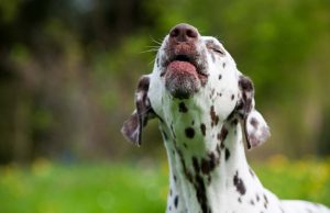 How To Stop A Dog From Barking: A Video Guide How to Stop a Dog From Barking