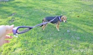 How to Stop a Dog from Pulling: 5 Easy Steps to Quickly Fix This Behavior