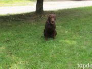 How to Train a Dog Basic Commands How to Train a Dog Basic Commands Easily