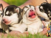 TOP #1: Irresponsible Breeding of Dogs Irresponsible Breeding of Dogs