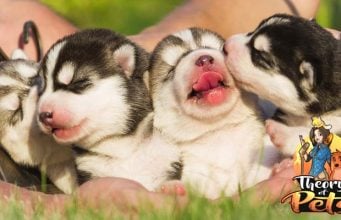 TOP #1: Irresponsible Breeding of Dogs Irresponsible Breeding of Dogs