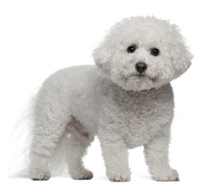 View of 25 Most Affordable Low-Cost Dog Breeds That Anyone Can Adopt
