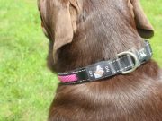 Review: 4 Paws Tech LED Dog Collar Paw 4 Tech LED Collar Review