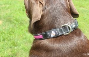 Review: 4 Paws Tech LED Dog Collar Paw 4 Tech LED Collar Review