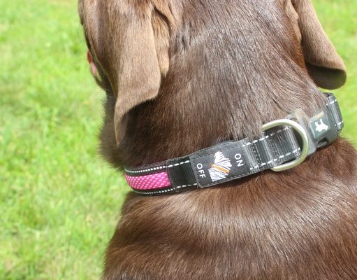 Review: 4 Paws Tech LED Dog Collar Paw 4 Tech LED Collar Review