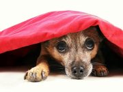 Would You Give Your Dog A Prescription To Help With Noise Sensitivity? Would You Give Your Dog A Prescription To Help With Noise Sensitivity