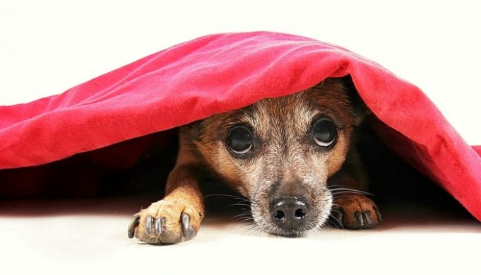 Would You Give Your Dog A Prescription To Help With Noise Sensitivity ...