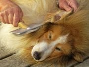 Top 5 Best Dog Dematting Tools best dog dematting tool