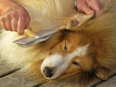 Top 5 Best Professional Dog Clippers for Grooming Dogs (2017) - Best Clippers For Dematting Chihuahuas