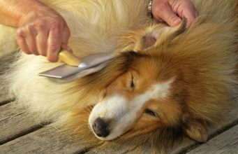 Top 5 Best Dog Dematting Tools best dog dematting tool