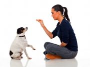 Top 5 Best Dog Training Treats Dog trainer gives treats to a seated dog