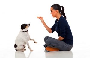 Top 5 Best Dog Training Treats Dog trainer gives treats to a seated dog