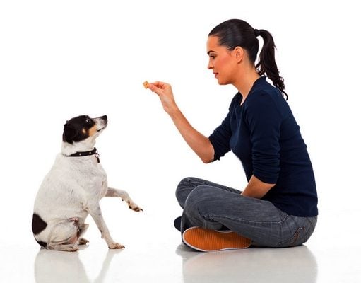 Top 5 Best Dog Training Treats Dog trainer gives treats to a seated dog