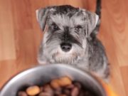 5 Best Dog Foods for Schnauzers 5 Best Dog Foods for Schnauzers