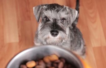 5 Best Dog Foods for Schnauzers 5 Best Dog Foods for Schnauzers