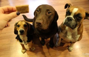 Recipe: Homemade Bacon Dog Biscuits Bacon Dog Biscuit Recipe