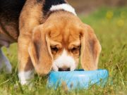 Top 15 Best Collapsible Dog Bowls for Travel Best Collapsible Dog Bowl to bring at the dog park