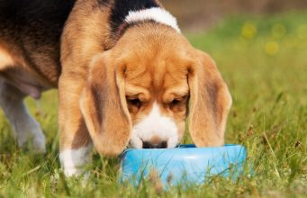 Top 15 Best Collapsible Dog Bowls for Travel Best Collapsible Dog Bowl to bring at the dog park