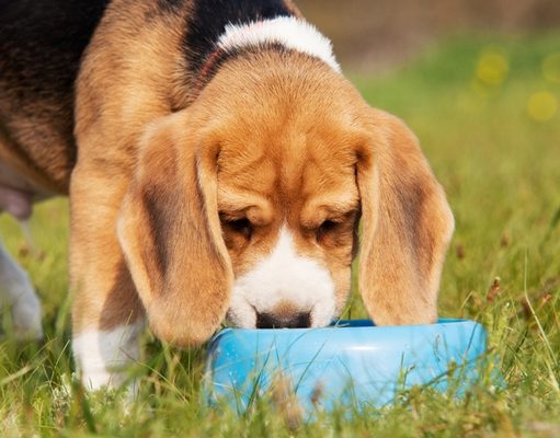 Top 15 Best Collapsible Dog Bowls for Travel Best Collapsible Dog Bowl to bring at the dog park