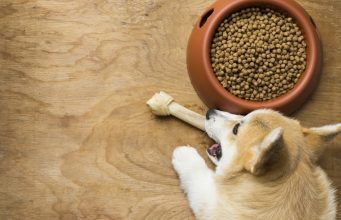 Best Dog Food for Corgis: How and What To Feed Corgis? best dog food for corgis