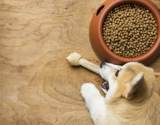 Best Dog Food for Corgis: How and What To Feed Corgis? best dog food for corgis