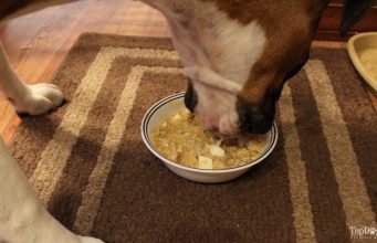 Recipe: Chicken and Rice Homemade Dog Food Chicken and Rice Homemade Dog Food Recipe