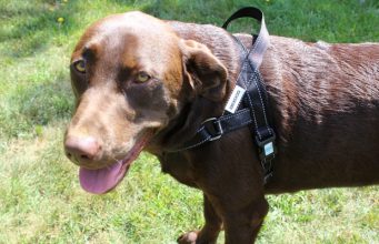 Review: Dex Dog EZHarness for Dogs How To Measure For and Choose the Right Dog Harness