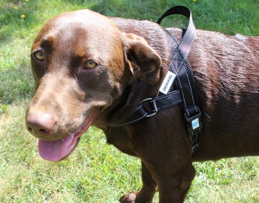 Review: Dex Dog EZHarness for Dogs How To Measure For and Choose the Right Dog Harness